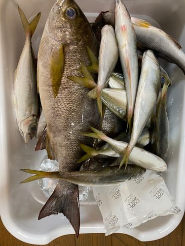 イサキの釣果
