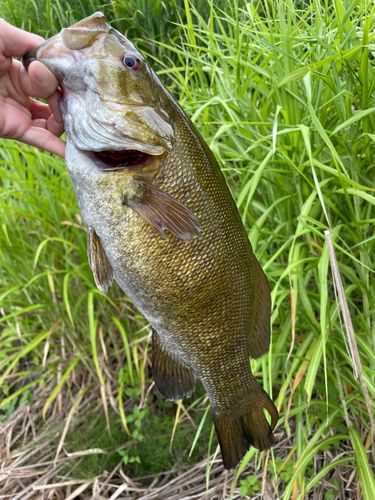 スモールマウスバスの釣果