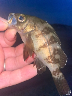メバルの釣果