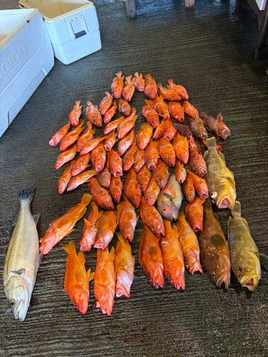 アカハタの釣果