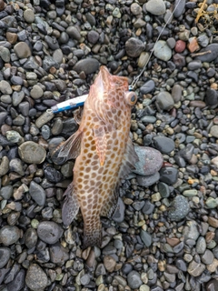 オオモンハタの釣果