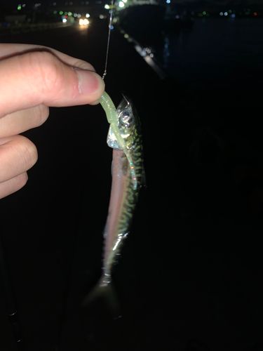 サバの釣果