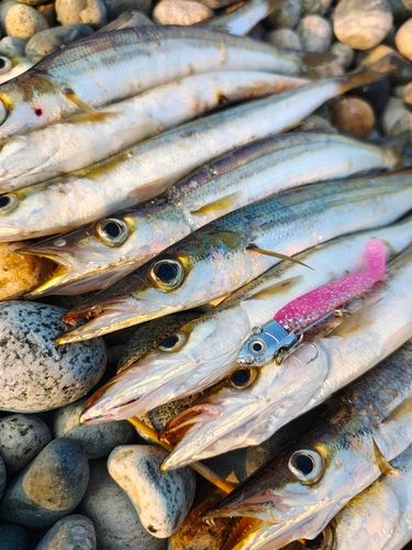 カマスの釣果