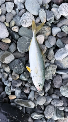 ワカシの釣果
