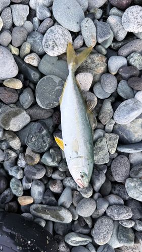 ワカシの釣果