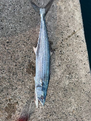 サゴシの釣果