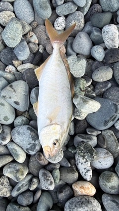 ショゴの釣果
