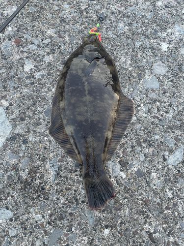 クロガシラガレイの釣果