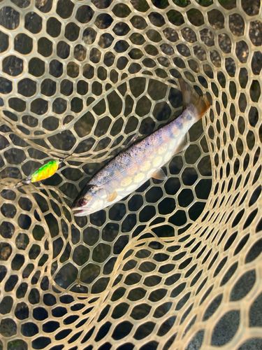ヤマメの釣果