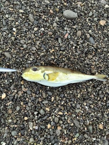 シロサバフグの釣果
