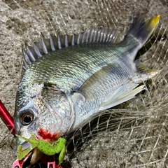 キビレの釣果