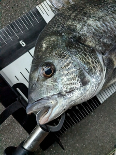 クロダイの釣果