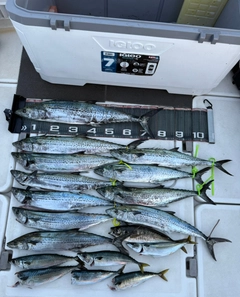 サワラの釣果