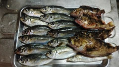 アジの釣果