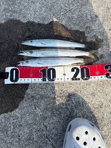 カマスの釣果