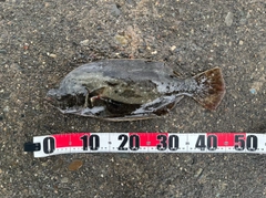 ヒラメの釣果