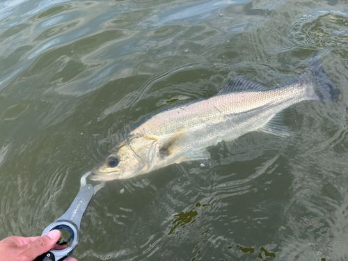 フッコ（マルスズキ）の釣果