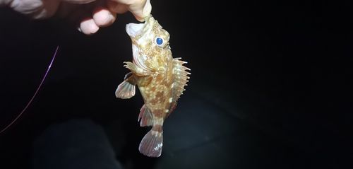ガシラの釣果