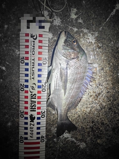 チヌの釣果