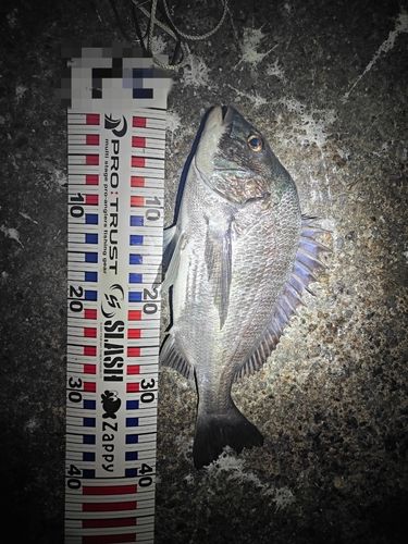 チヌの釣果