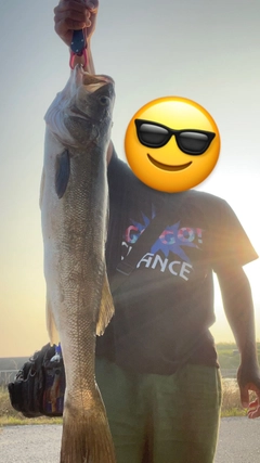 マルスズキの釣果
