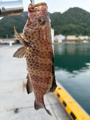オオモンハタの釣果