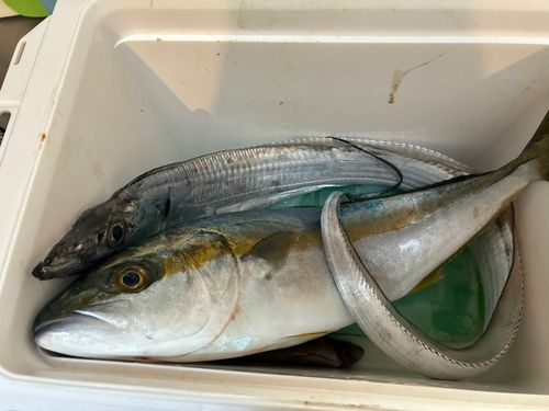 イナダの釣果