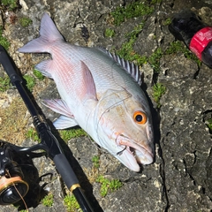 バラフエダイの釣果