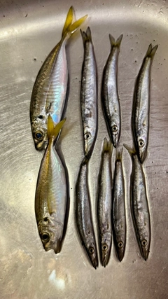 ヤマトカマスの釣果