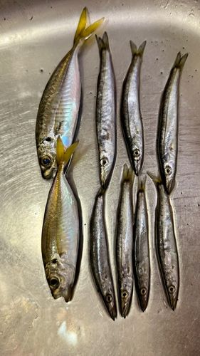 ヤマトカマスの釣果