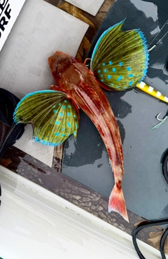 ホウボウの釣果