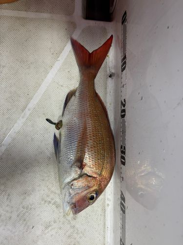 タイの釣果