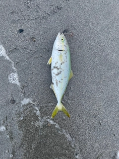 ワカシの釣果