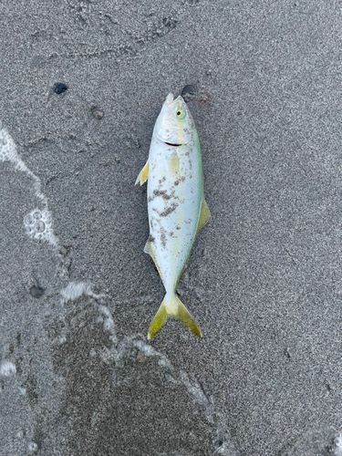 ワカシの釣果