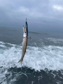 カマスの釣果