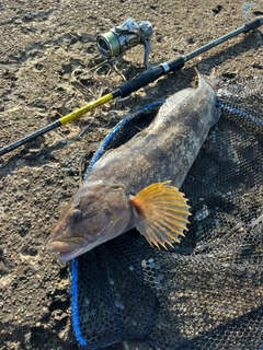 アイナメの釣果