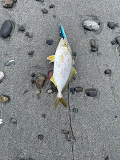 ショゴの釣果