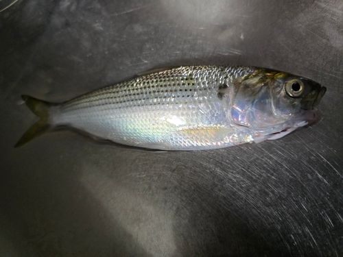 コノシロの釣果