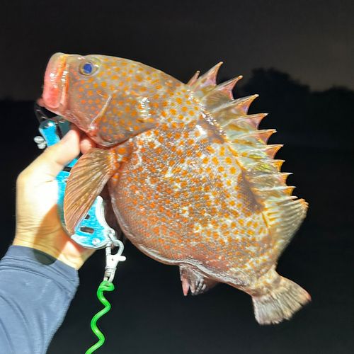 キジハタの釣果