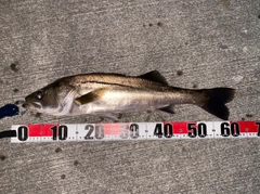 シーバスの釣果