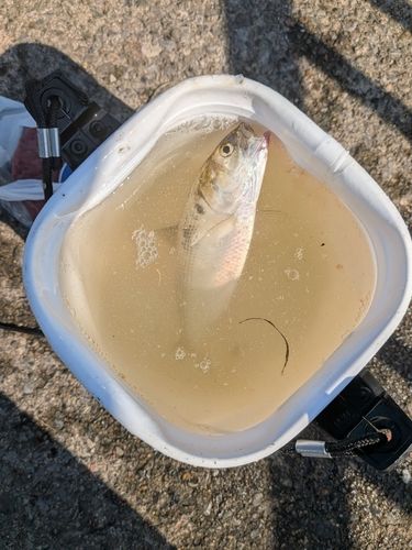 コノシロの釣果