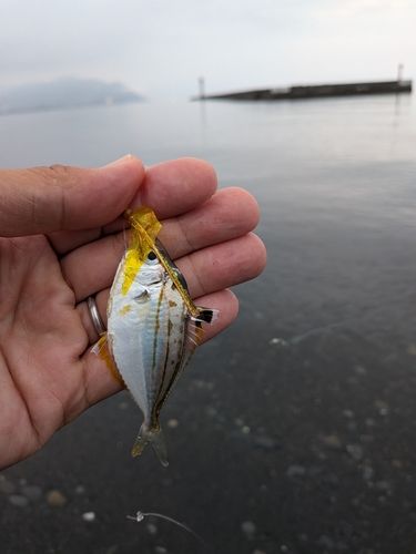ヒイラギの釣果