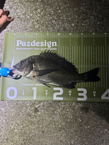 クロダイの釣果
