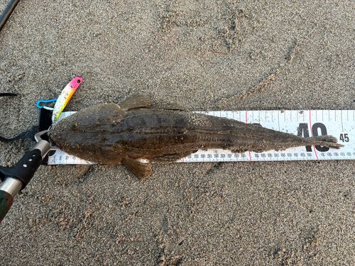 マゴチの釣果