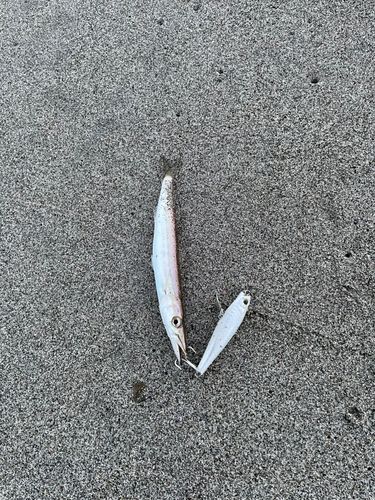 カマスの釣果