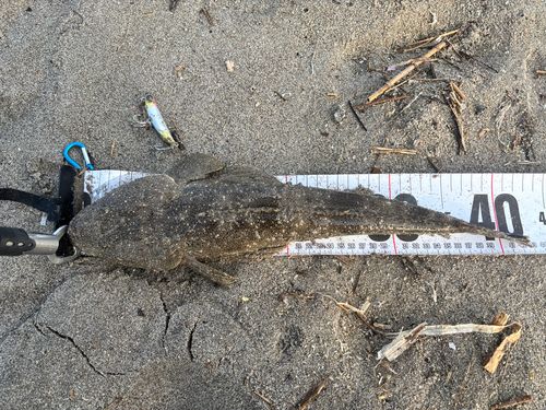 マゴチの釣果