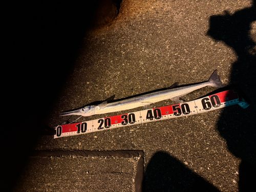 ダツの釣果