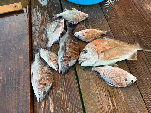 チヌの釣果