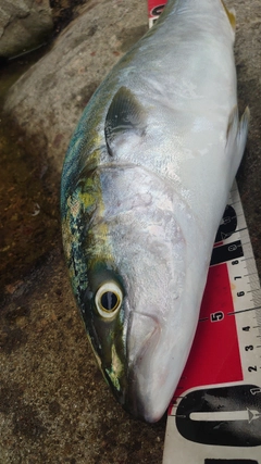ハマチの釣果