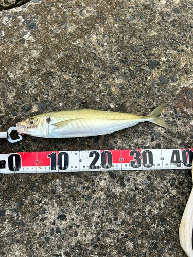 マルアジの釣果